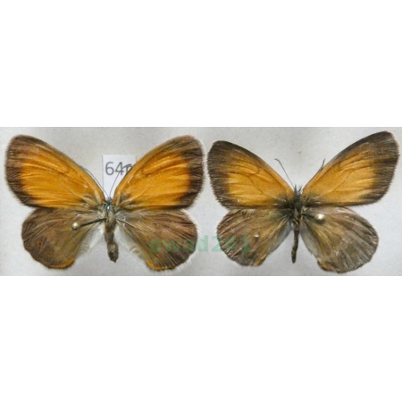 Coenonympha arcania Linnaeus, 1761 pair Strzępotek perełkowiec Poland64n